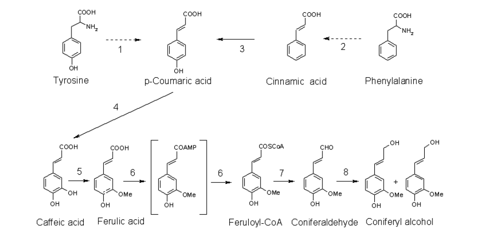 페닐프로파노이드 경로의 리그난의 전구체인 coniferyl alcohol의 생합성 경로