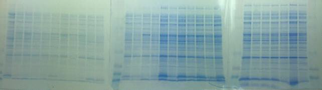 유전자 도입한 BL21(DE3)을 IPTG induction후 25℃에서 24시간 배양한 후 soluble fraction의 단백질 전기영동 사진.