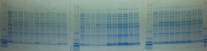 유전자 도입한 BL21(DE3)을 IPTG induction후 20℃에서 24시간 배양한 후 soluble fraction의 단백질 전기영동 사진.