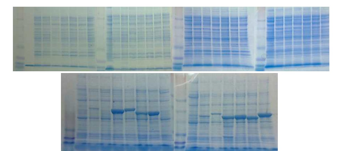 유전자 도입한 Rosetta2을 IPTG induction후 20℃에서 24시간 배양한 후의 단백질 전기영동 사진.