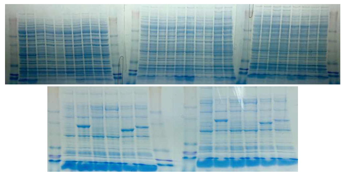 유전자 도입한 Rosetta2을 0.75 mM과 1 mM IPTG로 각각 induction후 20℃에서 24 시간 배양한 후 단백질 전기영동 사진.