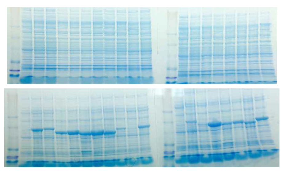 유전자 도입한 Rosetta2을 0.2 mM과 0.4 mM IPTG로 각각 induction후 20℃에서 24시간 배양한 후 단백질 전기영동 사진.