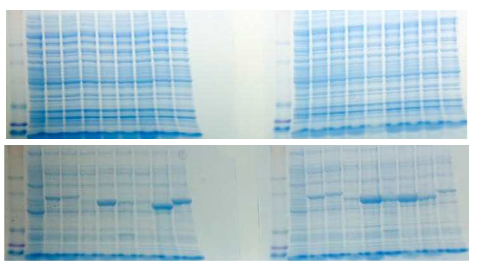 유전자 도입한 Rosetta2을 0.01 mM과 0.05 mM IPTG로 각각 induction후 20℃에 서 24시간 배양한 후 단백질 전기영동 사진.