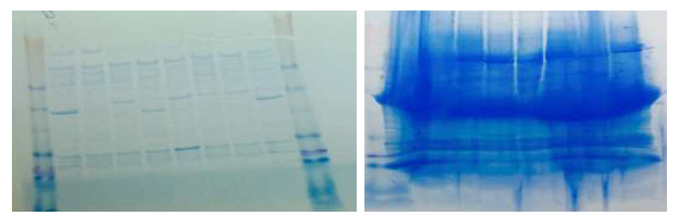 Sonication후 soluble fraction으로 Protino Ni-TED로 정제한 단백질 전기영동 사진