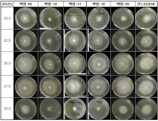 배양온도에 따른 백령버섯 균주별 균사생장 정도 (PDA, 10일째)