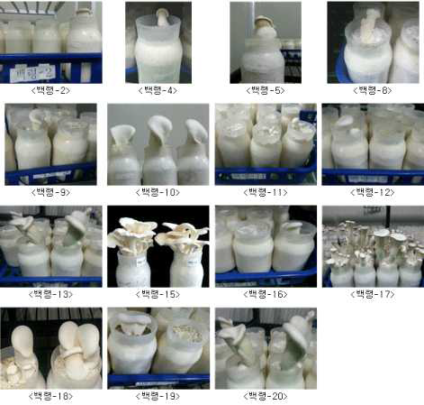 백령버섯 수집균주별 버섯발생 및 생육광경