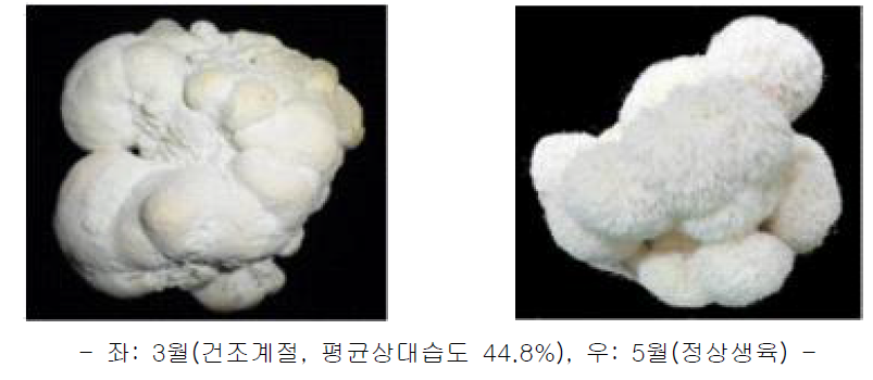 노루궁뎅이버섯 재배시기별 자실체 형태 비교