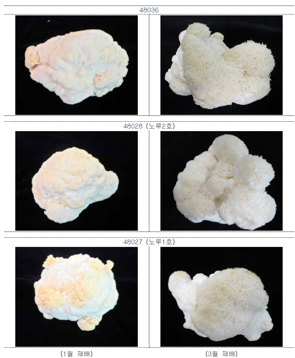 노루궁뎅이버섯 균주별 1월과 3월 재배 시 자실체 모양 비교