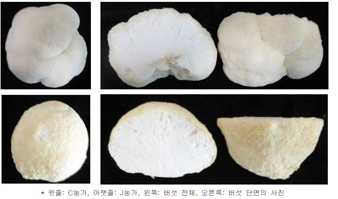 노루궁뎅이버섯 재배농가의 자실체