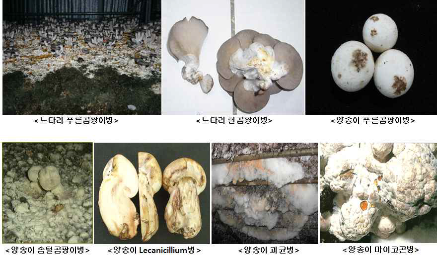 균상재배 버섯에 발생하는 곰팡이병