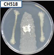미생물CH518의 항균효과