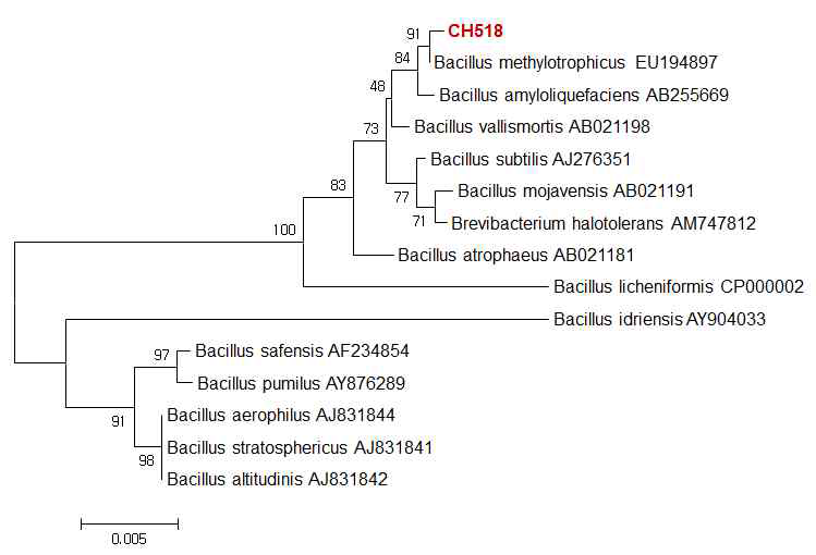 CH518의 유전적유연관계 분석