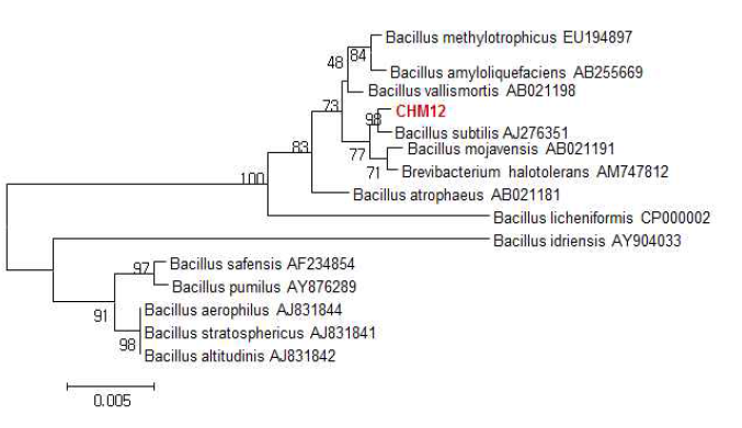 미생물 CHM12의 유전적유연관계 분석