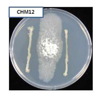 CHM12의 항균효과