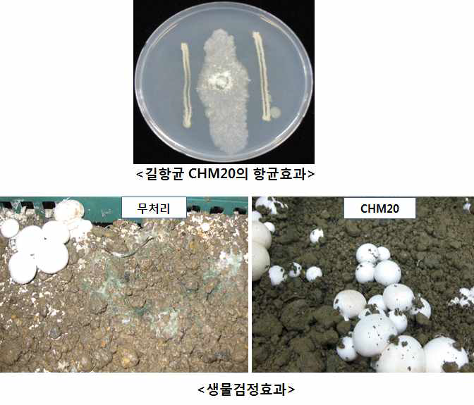 항균미생물 CHM20 균주의 항균효과 및 생물검정