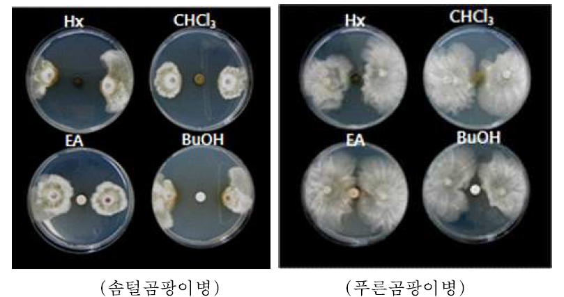 식물추출물 MUD의 추출용매별 항균활성