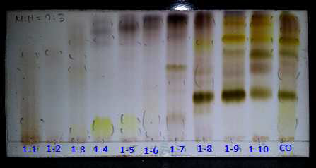BuOH 층의 open column 이용 물질분리 후 TLC 분석