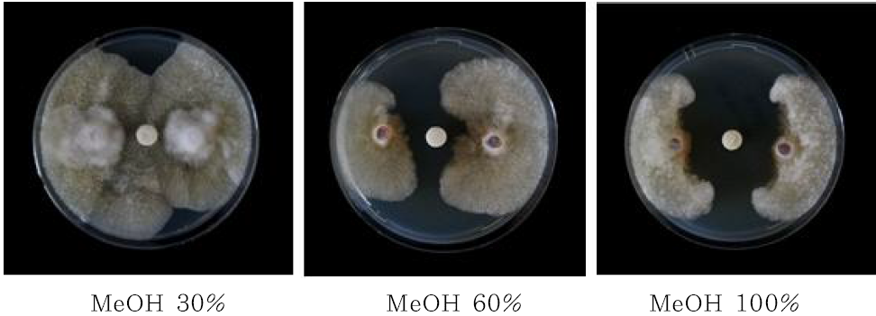 MeOH 비율별 추출물의 항균효과