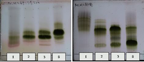Open column을 통한 물질분리의 순상 TLC와 역상TLC 분석