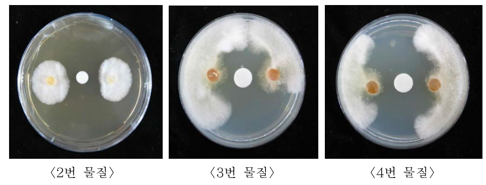 2번, 3번, 4번 순수물질에 대한 솜털곰팡이병의 항균효과