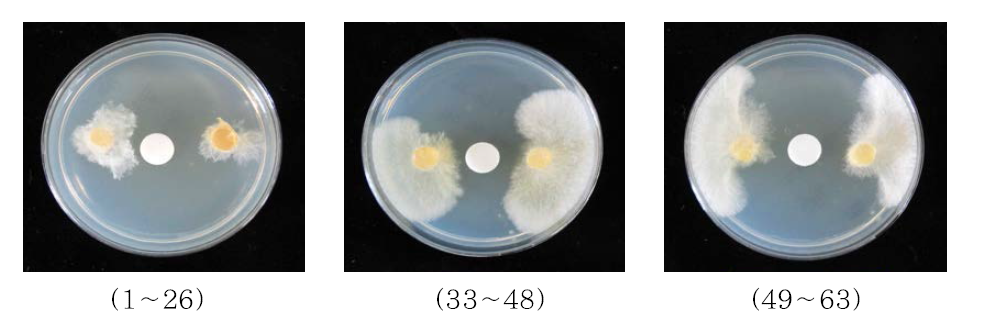 3개의 분리물질에 대한 항균활성