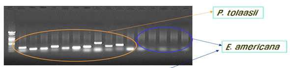 Pseudomonas tolaasii 진단용 primer 선발