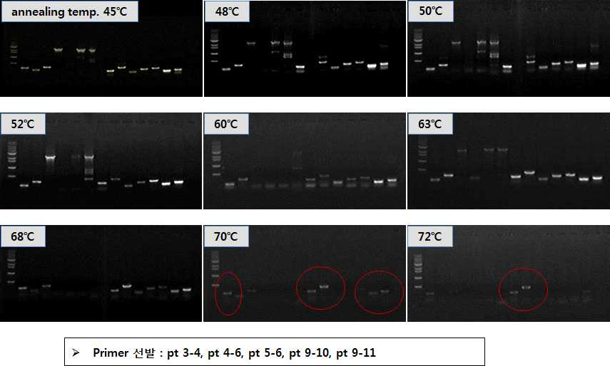 선발 primer의 온도별 PCR 증폭