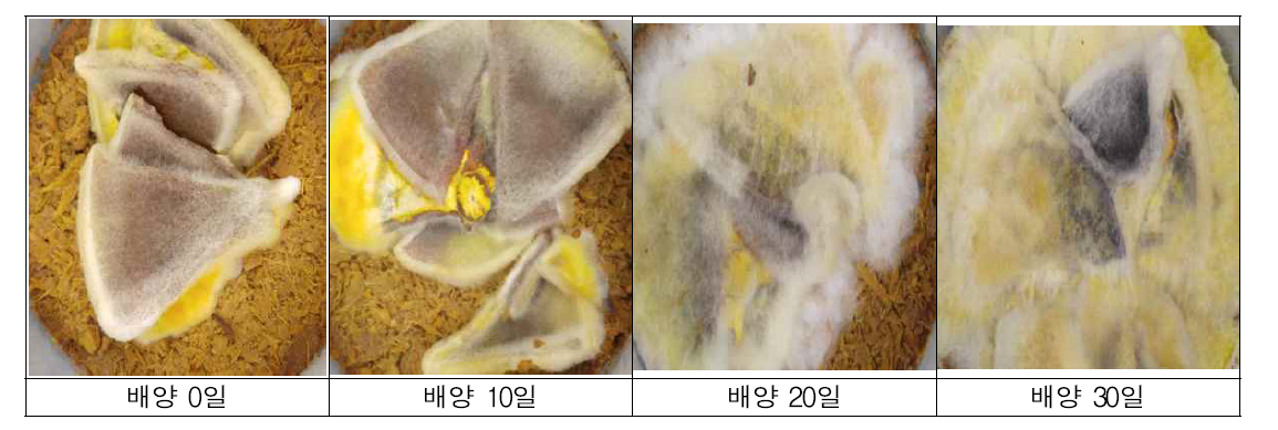 The process and product of Astragalus membranaceus fermented with Phellinus linteus