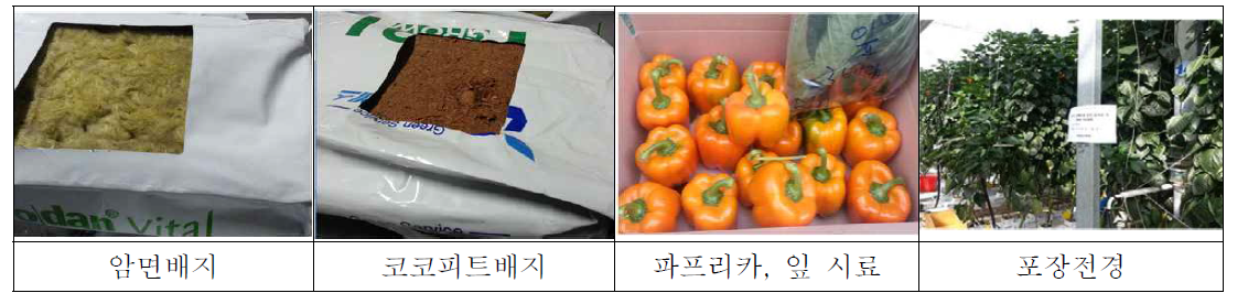 파프리카 재배시 사용된 배지, 파프리카 시료 및 포장전경