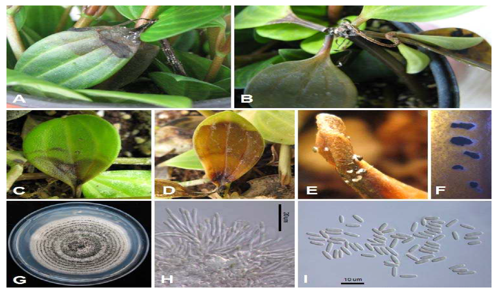 Myrothecium 탐색 기주식물(아몬트페페 혹은 홀리페페)과 균사 형태.