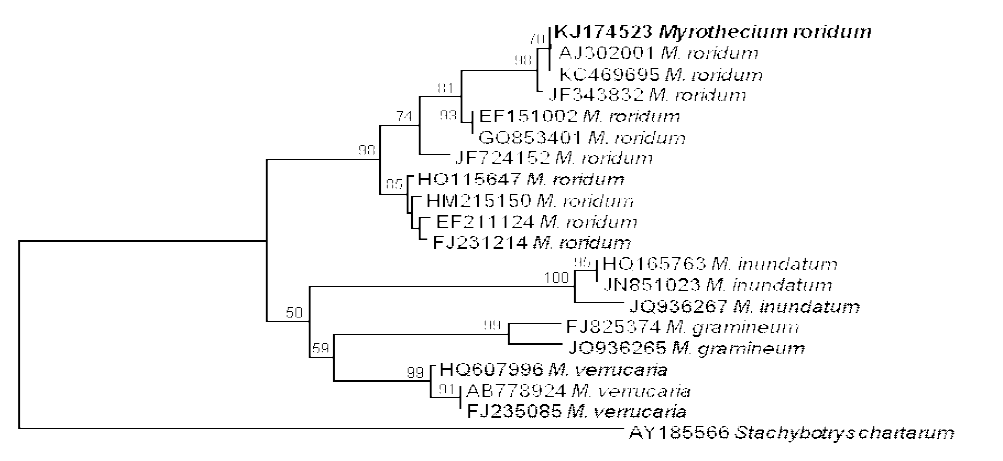 분자생물학적 기법 이용 Myrothecium 동정.