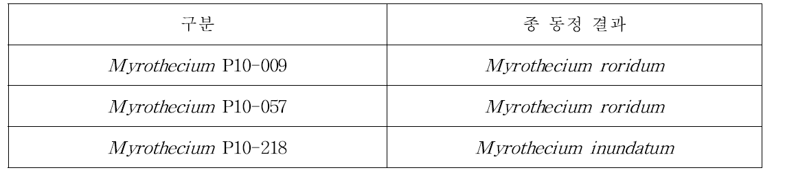 Myrothecium 분류 동정 결과