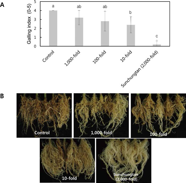 Streptomyces netropsis AN110065의 뿌리혹선충병 방제활성(A)과 선충 감염 6주후 토마토 뿌리 사진(B).