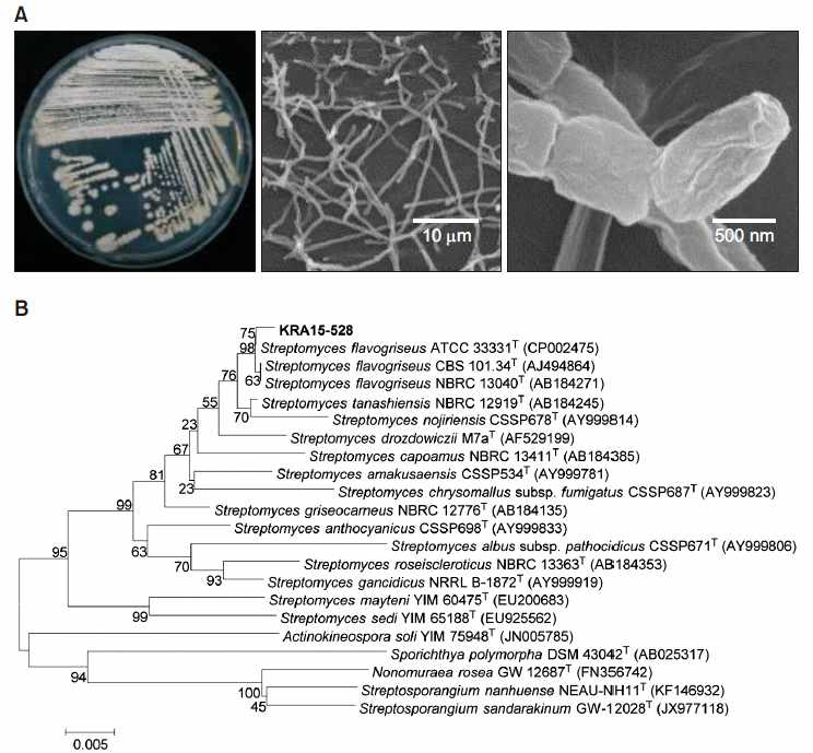 KRA15-528 균주의 형태학적 분석(A 왼쪽, 배지위 생장 사진; A 가운데 및 오른쪽, 전자현미경사진) 및 염기서열 분석을 통한 계통수(B).