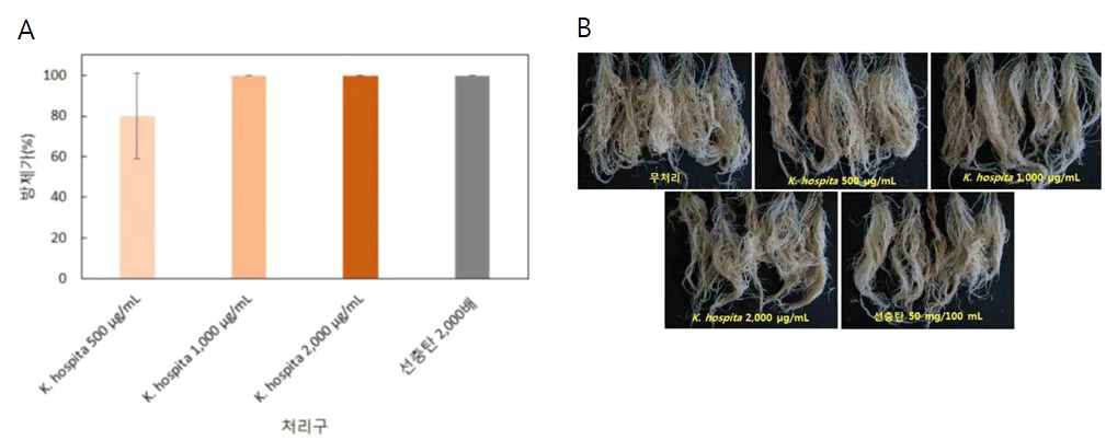 Kleinhovia hospita 메탄올 추출물의 in vivo 방제활성(B) 및 선충접종 6주후 뿌리사진(B).
