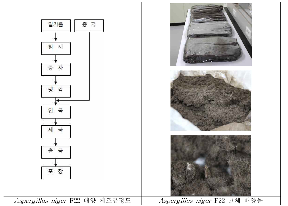 Aspergillus niger F22 배양 제조공정도 및 배양물 육안관찰(pilot/plant scale).