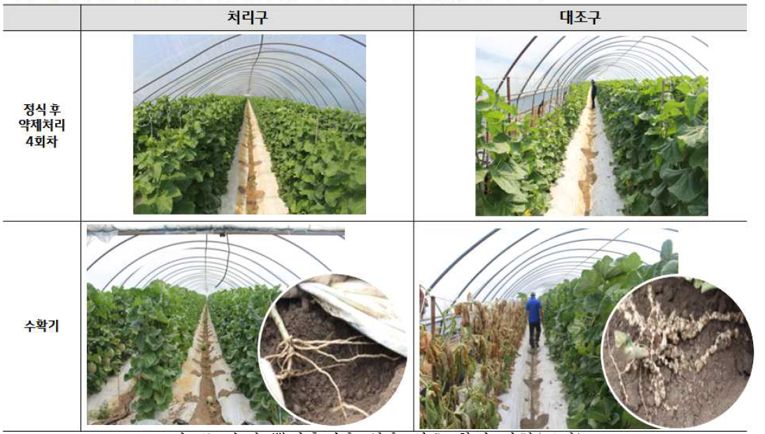 수박 뿌리혹선충 살충 약효 확인 시험(포장).