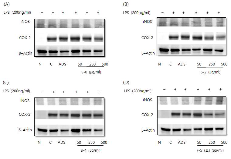 Effects of hot water extract of Allium hookeri root on iNOS and COX-2 protein expression in LPS-induced RAW264.7 cells