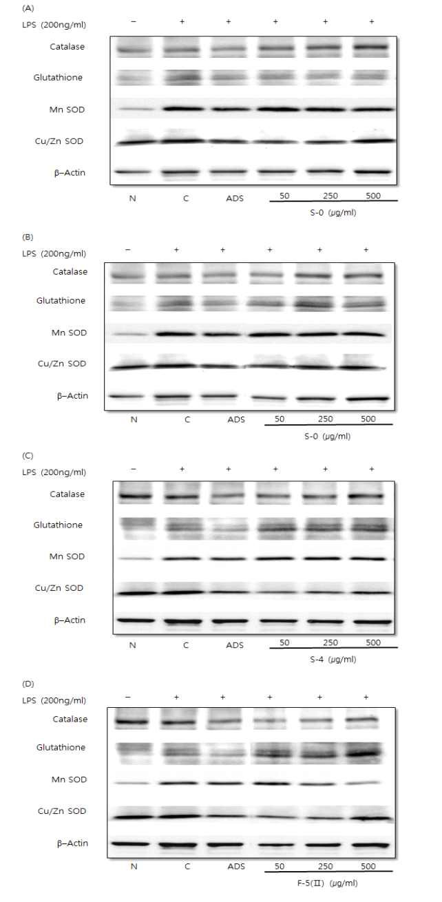 Effects of hot water extract of Allium hookeri root on antioxidant enzymes protein expression in LPS-induced RAW264.7 cells