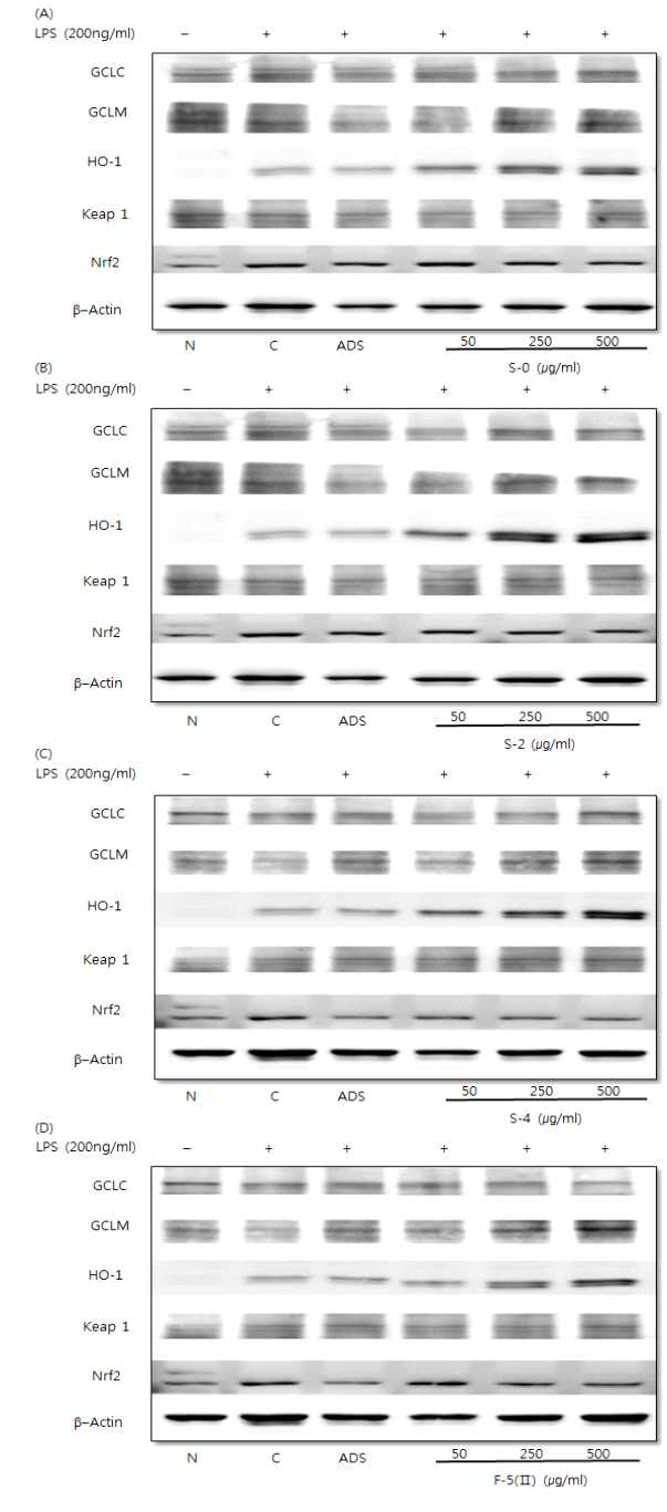 Effects of hot water extract of Allium hookeri root on GCLC, GCLM, HO-1, Keap1, and Nrf2 protein expression in LPS-induced RAW264.7 cells