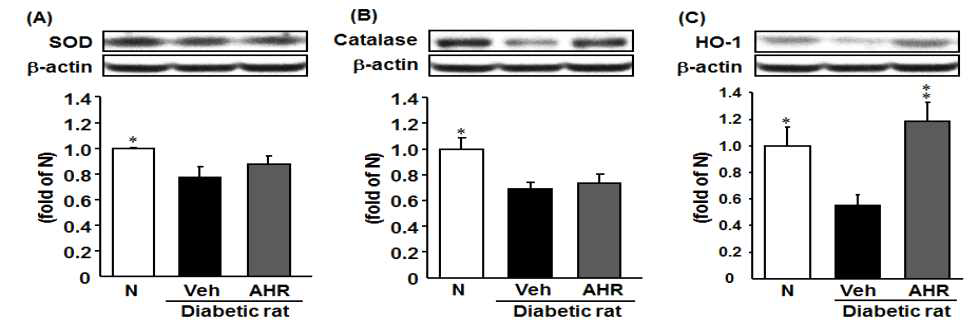 SOD, catalase, and HO-1 protein expression in pancreatic tissue of streptozotocin-induced type 1 diabetic rats; N, normal control rats; Veh, diabetic control rats; AHR, Allium hookeri -treated diabetic rats