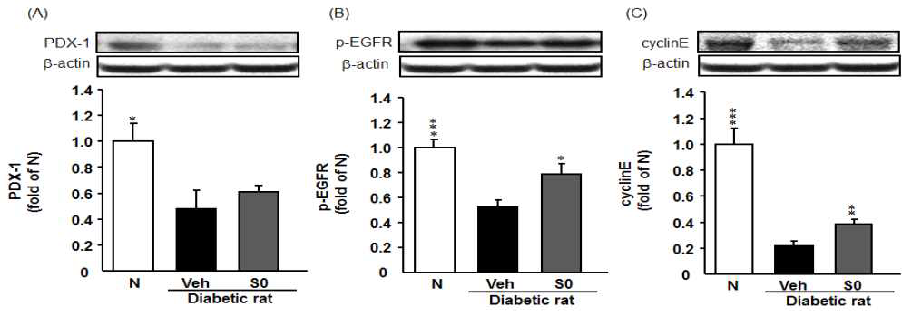 PDX-1, p-EGFR, and cyclinE protein expression in pancreatic tissue of streptozotocin-induced type 1 diabetic rats; N, normal control rats; Veh, diabetic control rats; AHR, Allium hookeri -treated diabetic rats