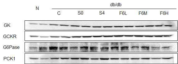 Hepatic GK, GCKR, G6Pase, and PCK1 protein expression in C57BL/KsJ-db/db mice fed water extracts of AHR for 8weeks.