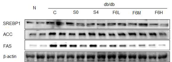 Hepatic SREBP-1, ACC, and FAS protein expression in C57BL/KsJ-db/db mice fed water extracts of AHR for 8weeks.