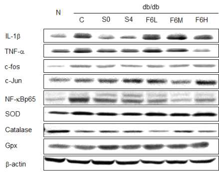 Hepatic inflammatory and antioxidant related protein expression in C57BL/KsJ-db/db mice fed water extracts of AHR for 8weeks.