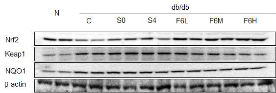 Hepatic antioxidant related protein (Nrf2 and Keap1) expression in C57BL/KsJ-db/db mice fed water extracts of AHR for 8weeks.