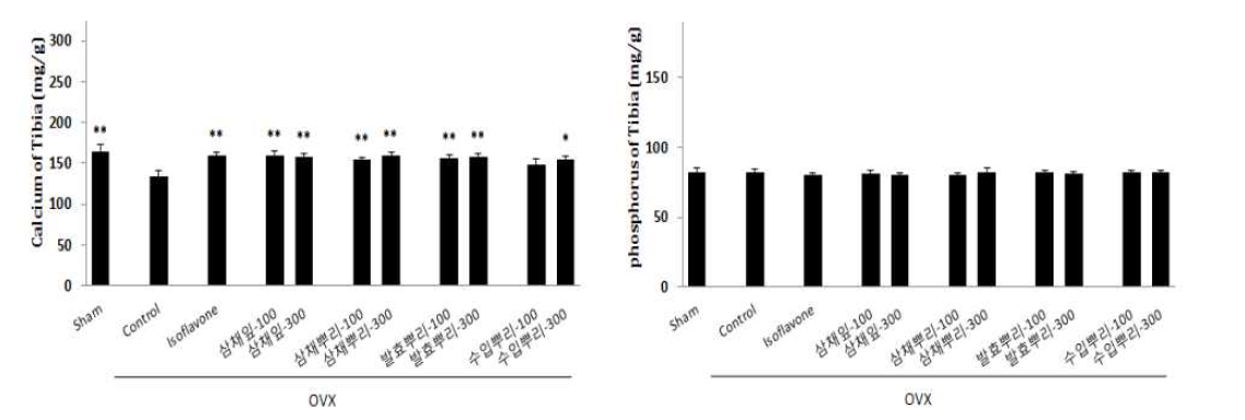 Effect of A. Hookeri extract on calcium and phosphorus of tibla in ovariectomized mice