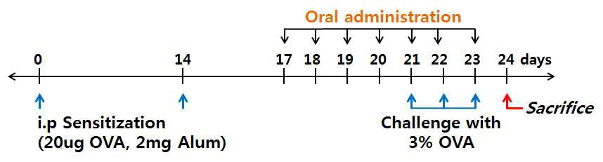 Experimental protocol of OVA-induced asthma