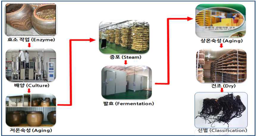 Fermentation of A. Hookeri (pilot)