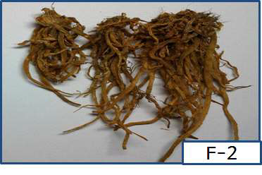 Bifidobacterium longum MG723, fermented A. Hookeri roots